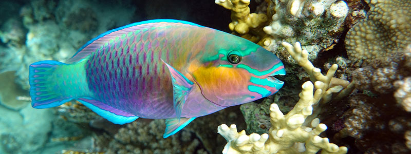 ocean image