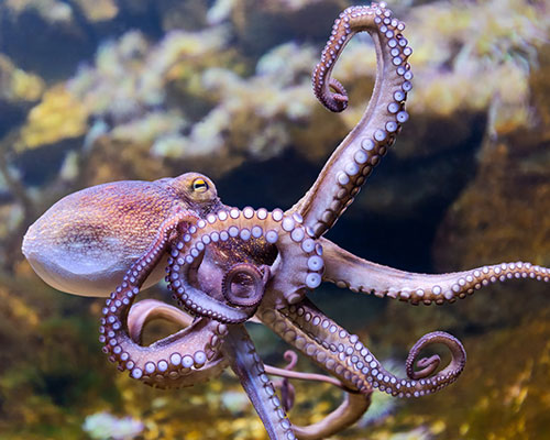ocean image