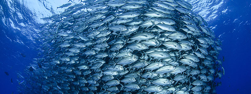ocean image
