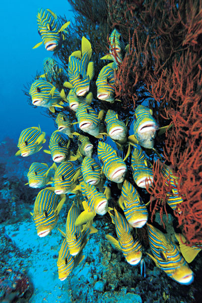 ocean image