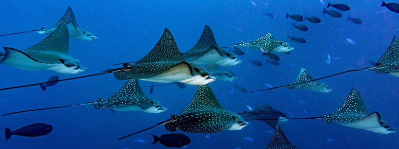 ocean image
