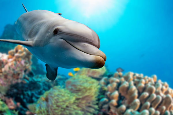 ocean image