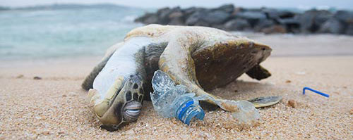 dead sea turtle